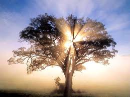 sunlight through a tree